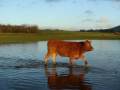 flood-cow-lg