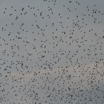 IMG_1386
